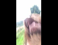 Collab Clips MPUGC2 - Huge dog welcoming mom home