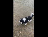 Dog fails to chase ducks on water 