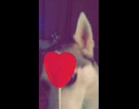 Husky dog eats red heart lollipop candy 