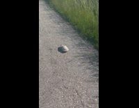 Turtle pees after being picked up by guy