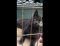 Cat touches dandelion first time falls off