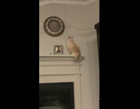 Brown white cat tries catch bug fireplace 