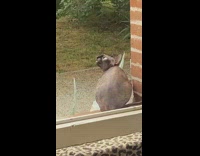 Gray cat quivers outside of window sill