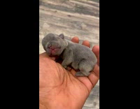 Whelp Puppy Sleeps Comfortably on Mans Hand