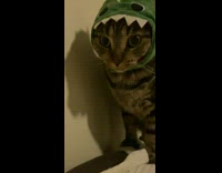 Collab Clips mpugc - Grey cat falls backwards off bed in dinosaur hat