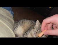 Cat smells carrot turns head away 