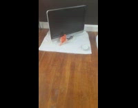 Small orange canary bird chirps television screen 