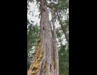 Tall Tree has Huge Roots Showing from Ground 
