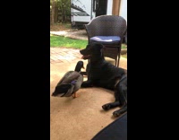 Dog and duck plays in the yard
