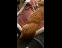 Man and cat take turns snoring