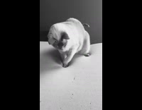 Cat walks on memory foam mattress 