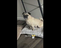 Pug dog howl with tiktok voice changer
