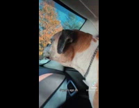 Dogs at parking lot having stare down 