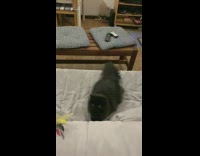 Black cat on couch plays with toy