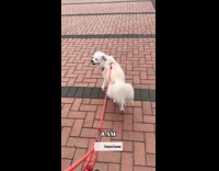 Daily routine of woman in Animal organization