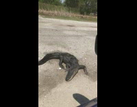 Person feed marshmallow to alligator outside car