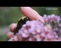 Girl pets touches bee on pink flower 