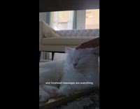 Cat falls asleep while getting forehead massage