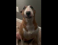 Brown white dog talk stare at camera