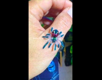 Brazilian jewel tarantula spider crawl on hand