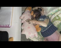 Pug reacts to losing toy 