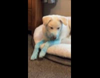 Dog playing with gender reveal poppers