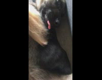 Puppy on floor yawn make seal noise