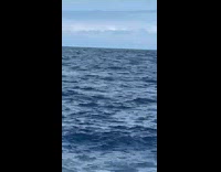 Friends sees dorsal fin lurking near boat