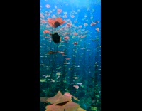 Scuba diving in underwater garden plants long stem