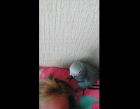 Collab BitchIG2 - Parrot plays with womans hair 