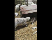 Lamb tries to play with cat 