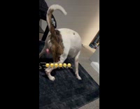 Man pranks dogs with rubber band