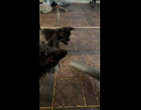 Scared puppy runs away from foam stick