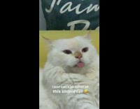 White cat stick tongue out 