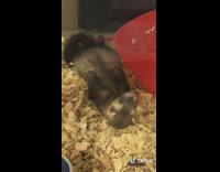 Ferret inside of cage sleeping attitude 