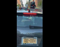 Audi car cat on dashboard yellow license 