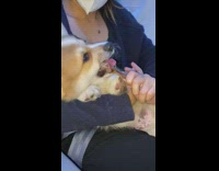 Brown puppy dog eats bone treat seatbelt