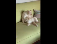 Cat sitting on green couch grooms stomach 