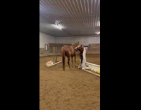 Horse cuddle licks the other horse back 