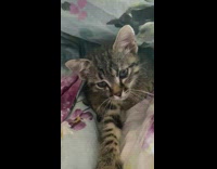 Brown cat yawns blue floral flower blanket