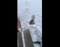 French bulldog dives into deeper than expected snow and then jumps out