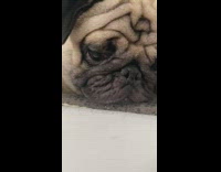 Pug dog gold chain collar stairs step 