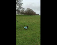 Fast Forward Dog Follows Sheep Around in Grass Field