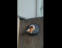 Hamster on top of the robot vacuum