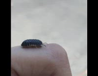 Collab DailyDoseOfInternet - Small bug with one leg colored with white