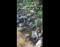 Two pigeons standing on turtles at park