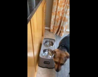Dog drinks water walks away when called
