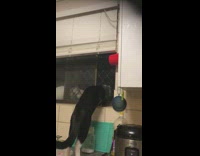 Cat on sink meet cat outside window