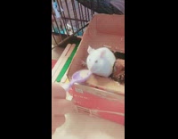 White mouse eats oatmeal off purple spoon