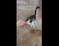 Cat drinking water in shower